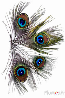 Pfau blau mit Strass - 15-20 cm - natur